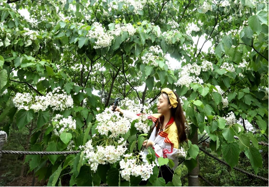 眉山仁寿桐花盛开见证一个小山村的蝶变