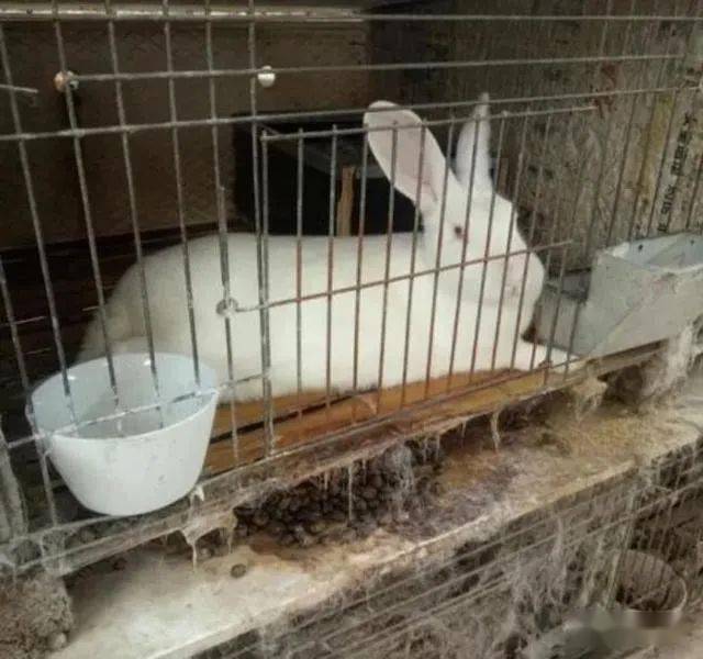 屋子里什么也没有,地里全是兔子钻出来的地洞,兔子住在里面,生小兔也