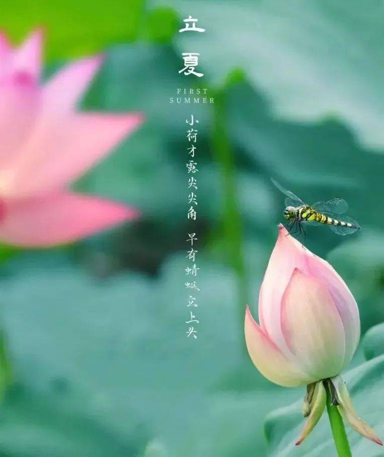 相约龙博系列线上科普课二十四节气龙博小小讲解员篇立夏