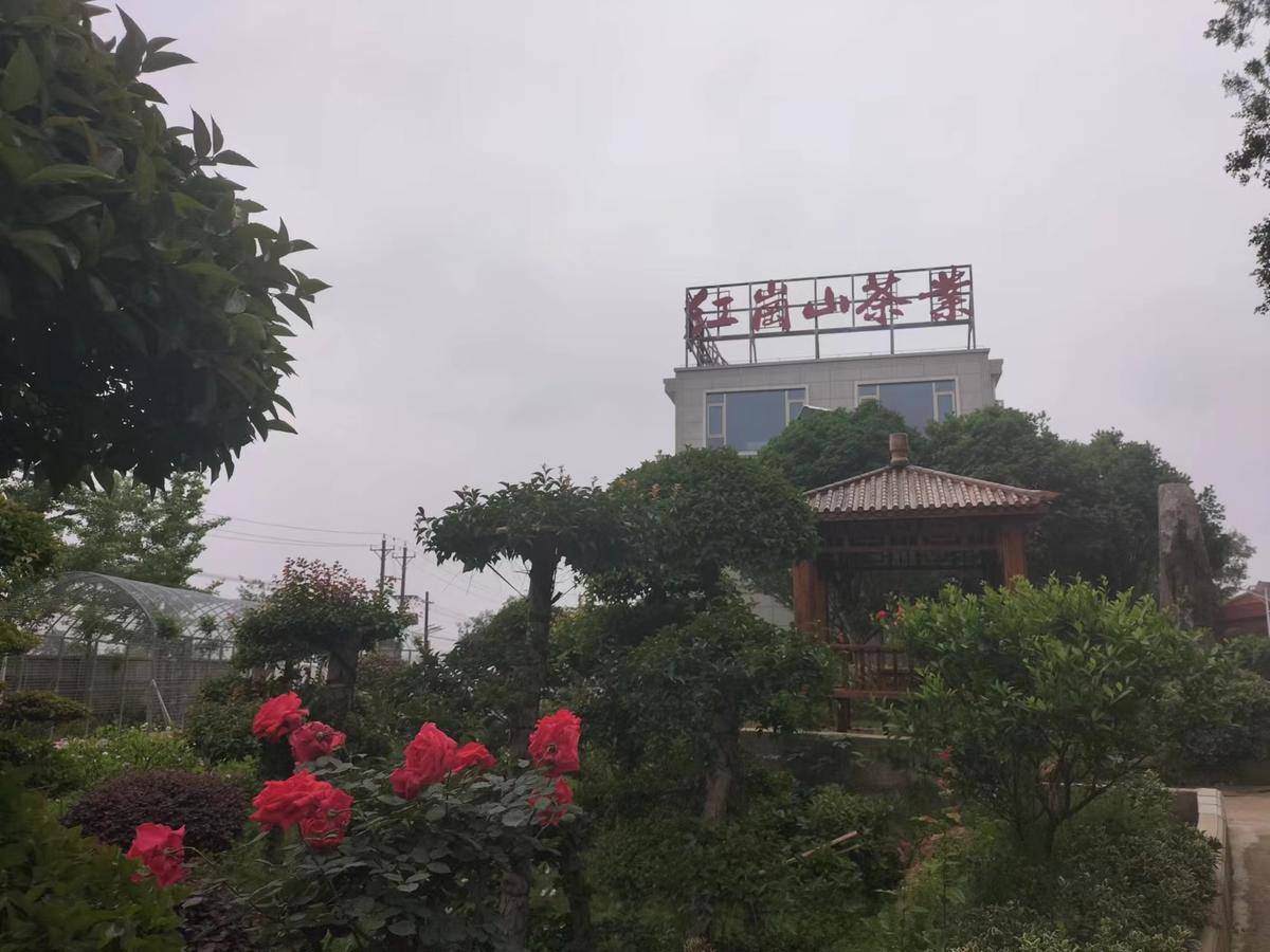 正是春茶醉人时访黄陂区红岗山村党支部书记姜庆生