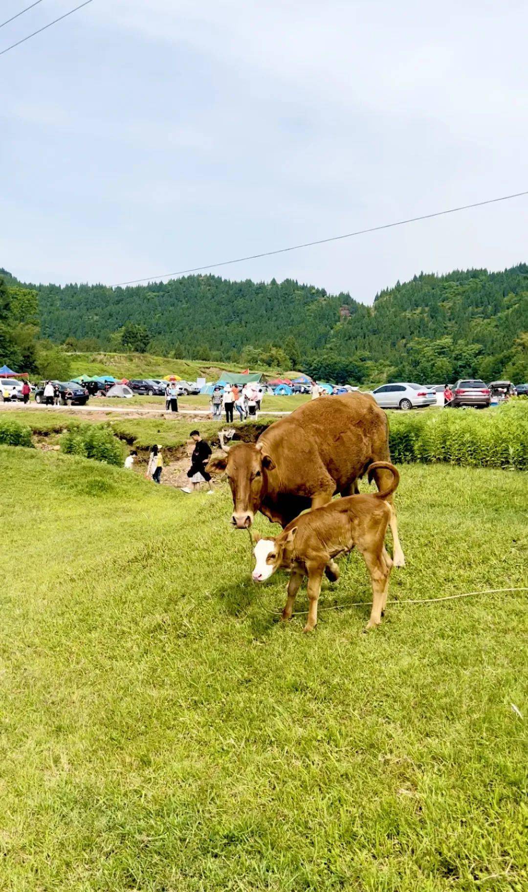 有山,有水,有草坪~营山这个太好耍了!你去了吗?_陈家坝_地方_骆市镇