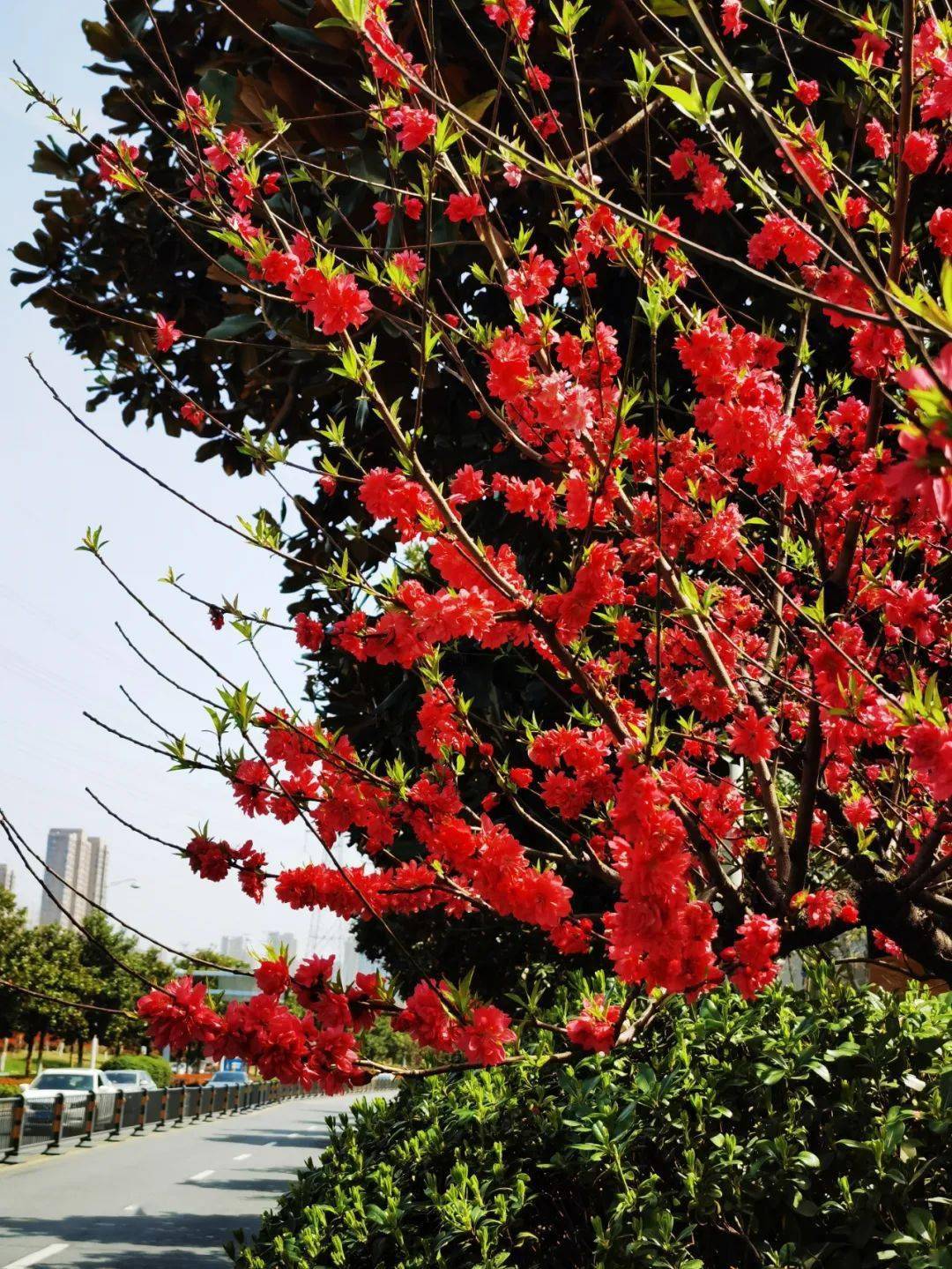 碧桃花开红满天我和春天有个约会