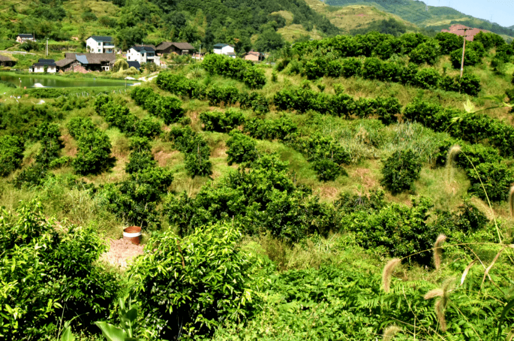 奮進新徵程建功新時代奮進在復興路上的復興村