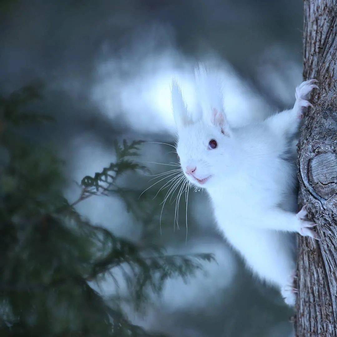 世界上非常非常罕见的白松鼠雪地里的精灵
