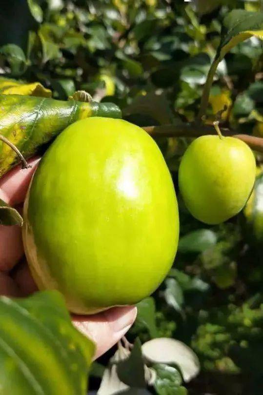 元江招商热带水果商贸城期待您来