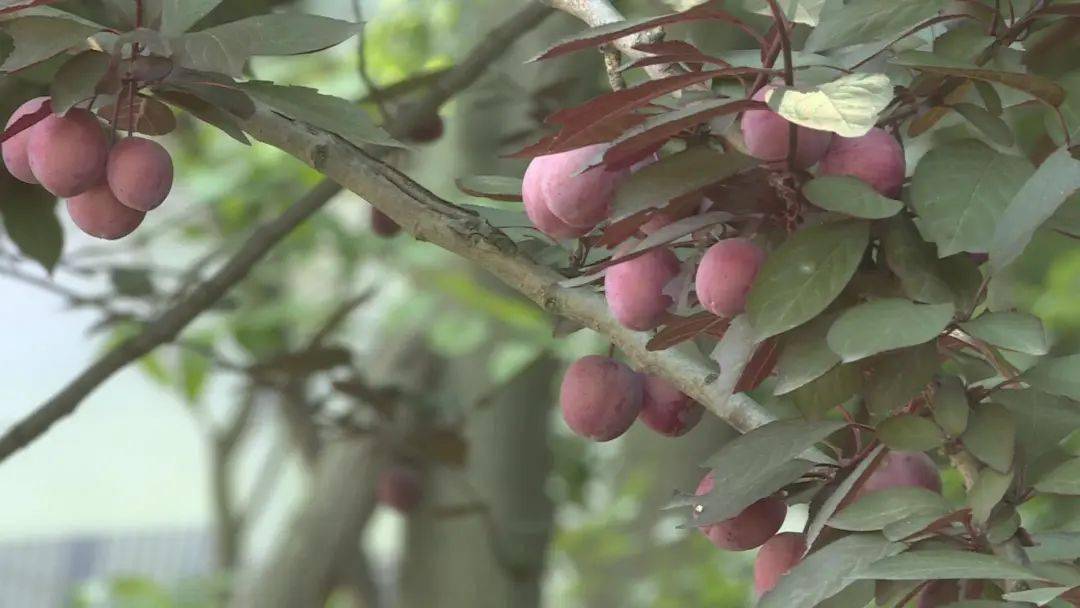 紫叶桃花果实图片