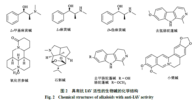 综上所述,具有抗iav活性的生物碱的化学结构见图2,其抗iav的相关通路