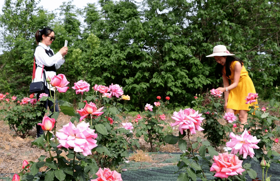 廬江這些地方都很nice~~_花海_長衝_月季花