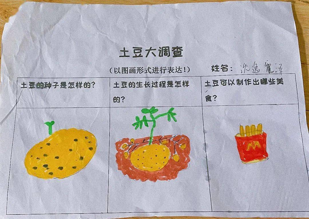 幼儿园土豆调查表图片