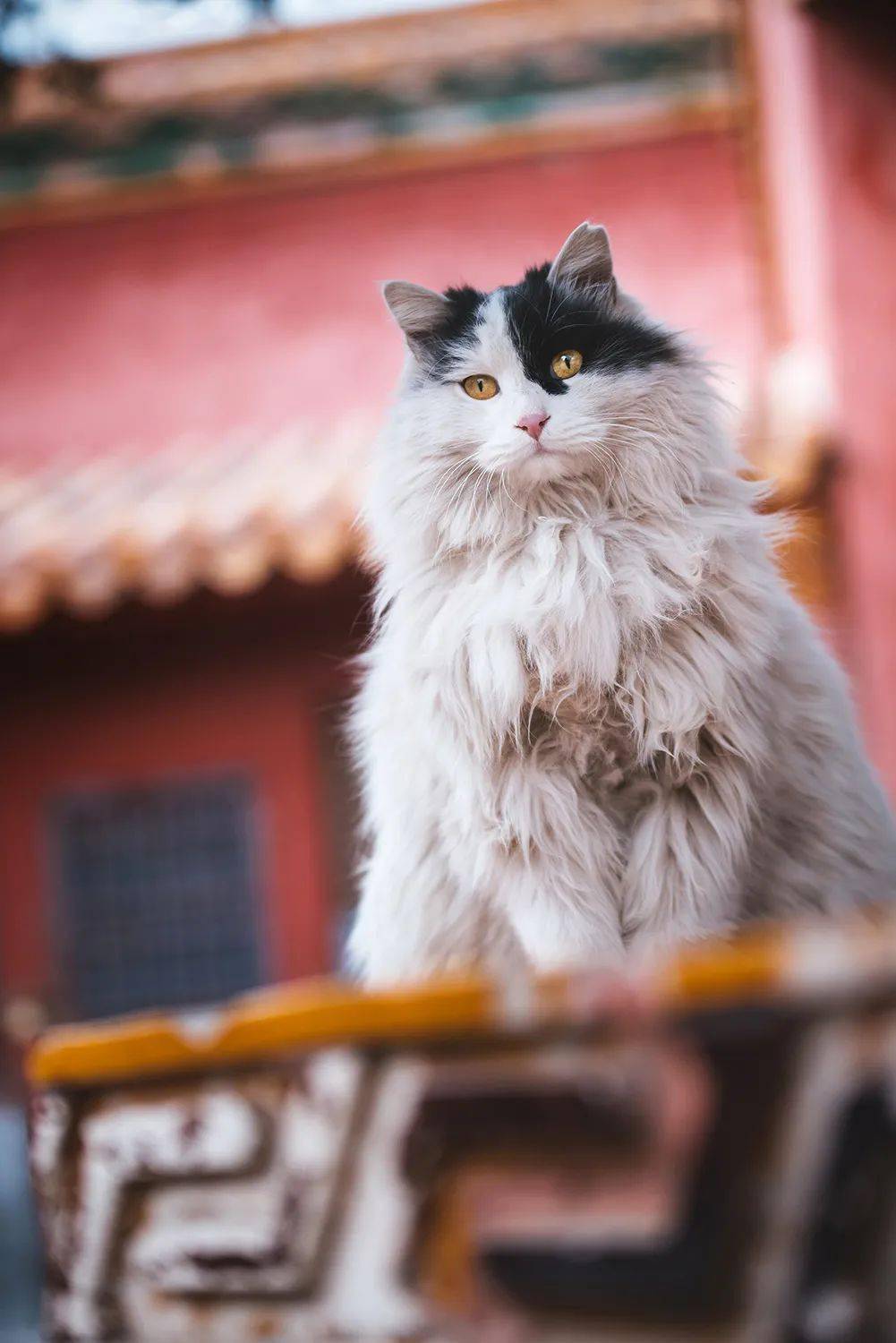 (有福利)_故宫_猫咪_受刑人