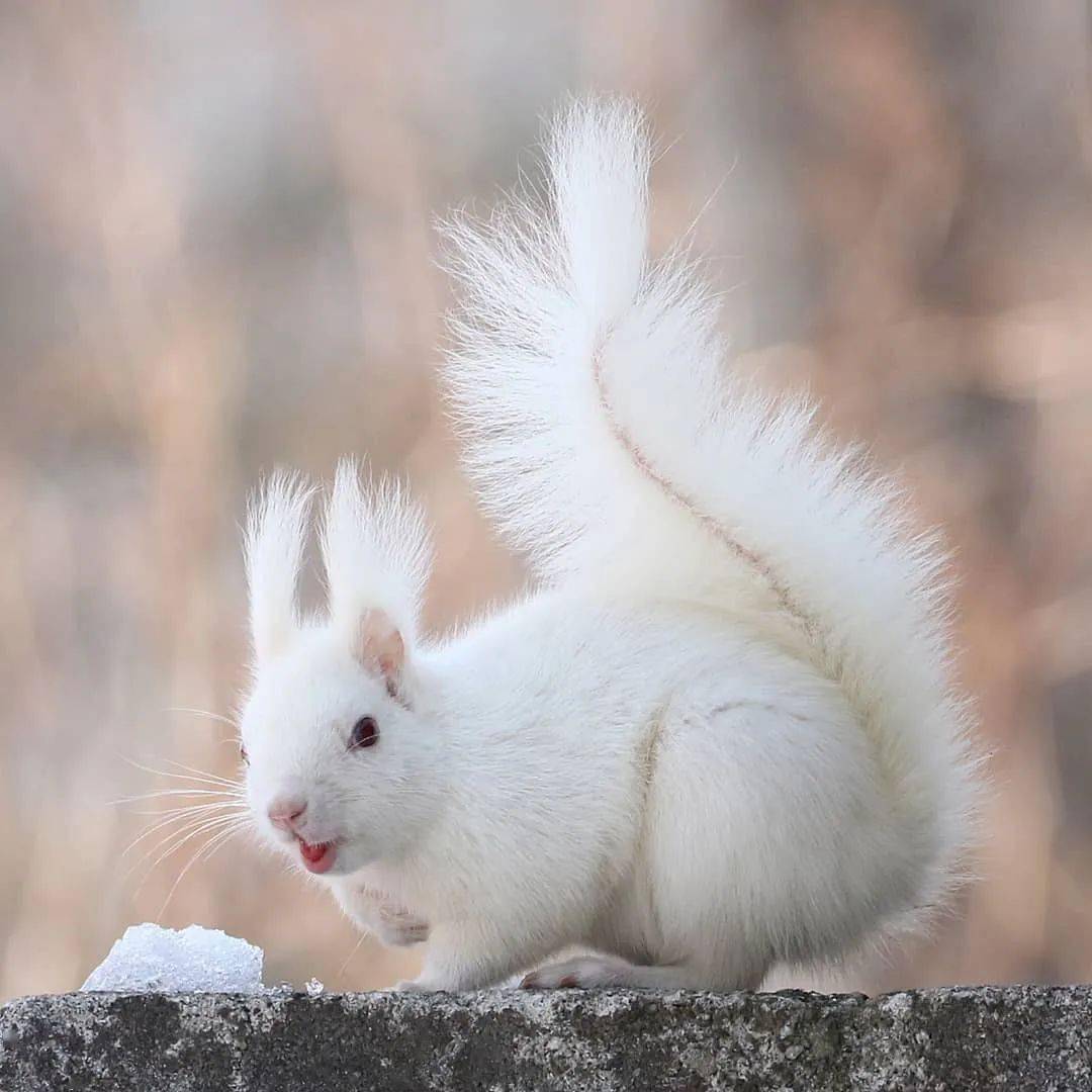白化雪地松鼠图片