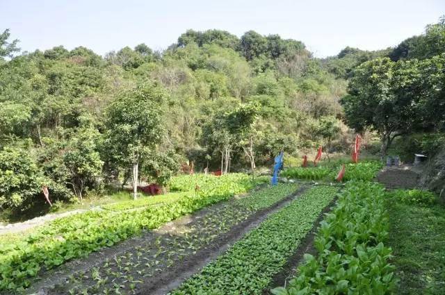 种花种草 不如守一方菜园终老 蔬菜 花园 种植