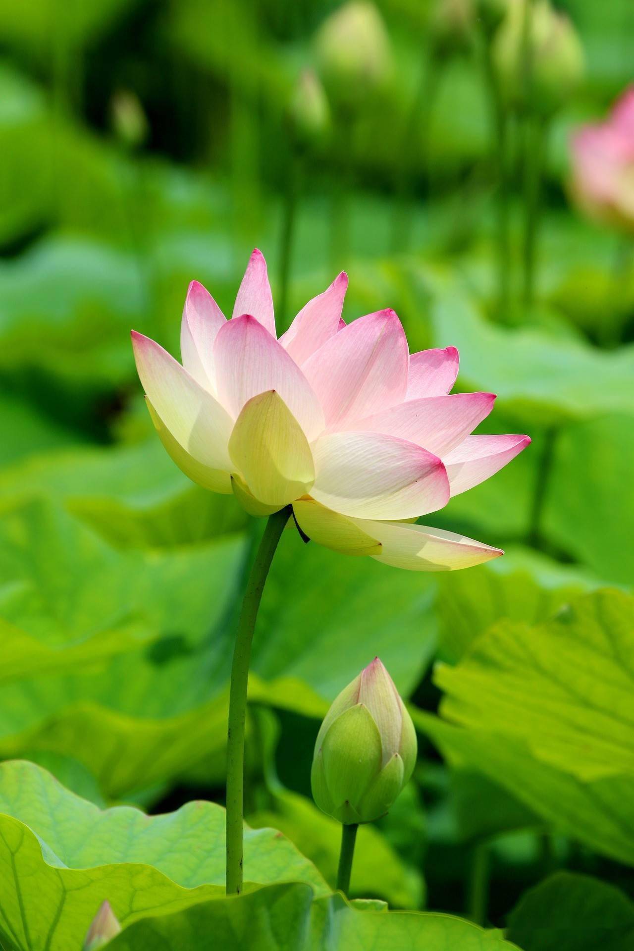 五,什么样的荷花,适合居中构图?