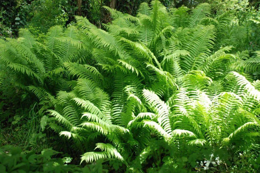 2 荚果蕨荚果蕨/matteuccia struthiopteris,自带黄瓜清香,据说只要有