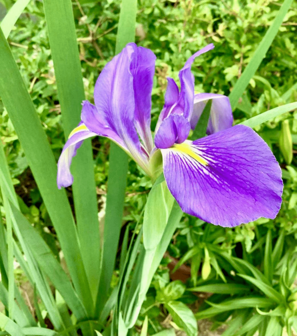 五师工程练师能上好一堂课五十六春之花语美育系列课程