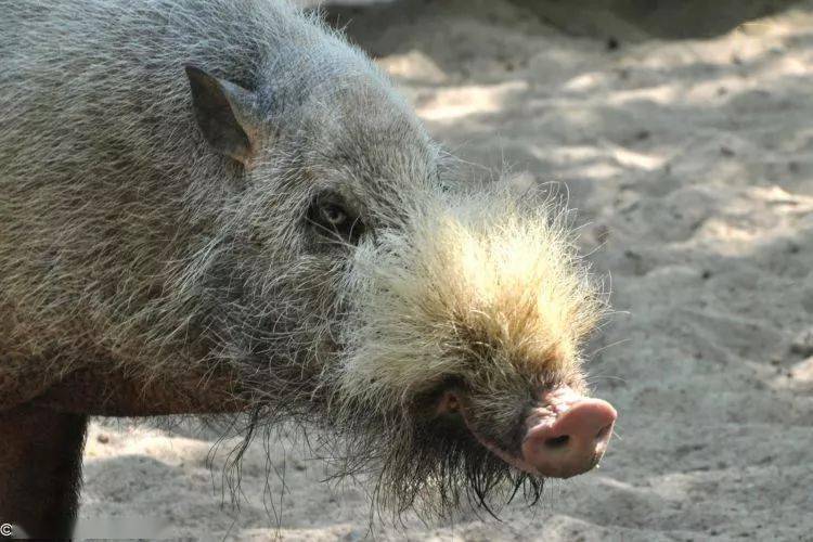 须猪野猪是目前分布最广泛的野生哺乳动物之一.