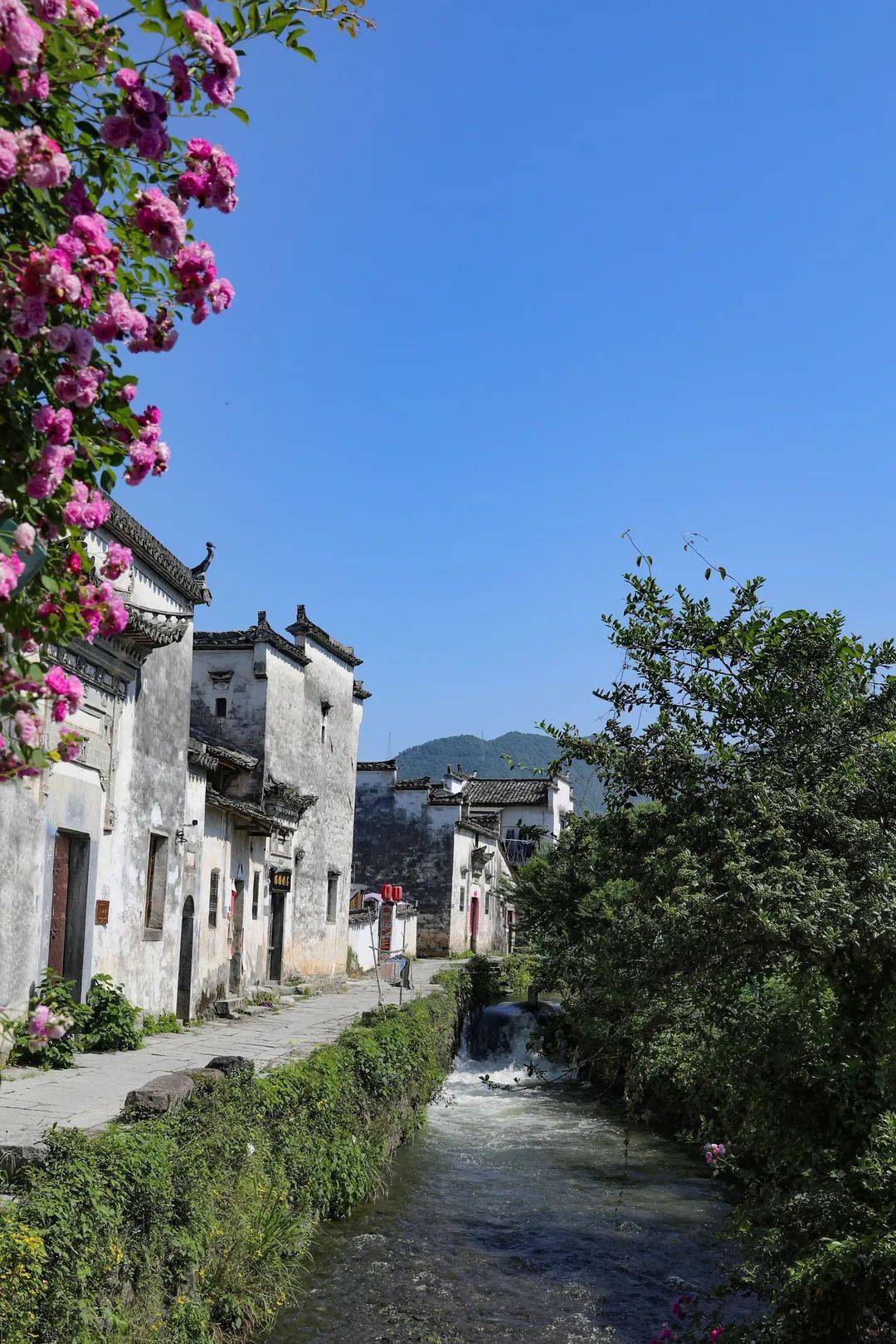 四季黄山 相约夏天 | 鲜花小镇屏山村 | 一眼就会爱上的千年古村落_黟