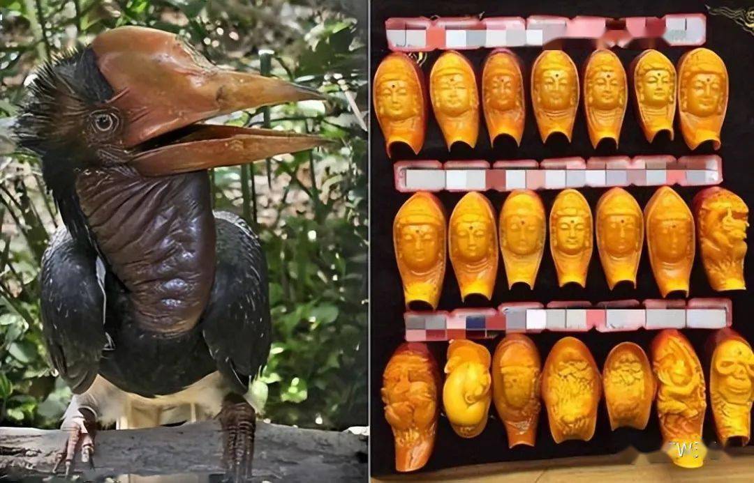 头骨_张女士_文玩