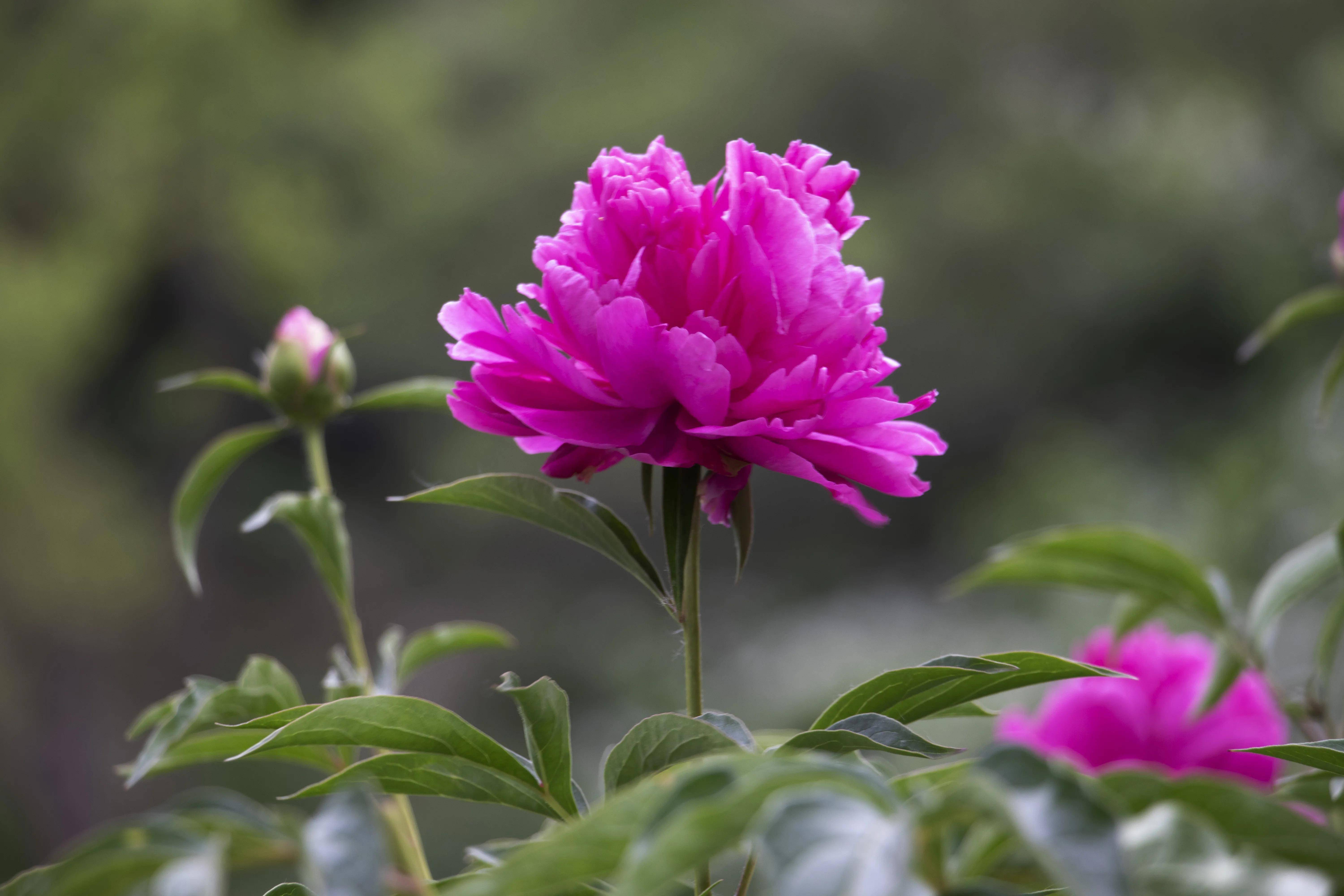 十幅精美芍药照片,祝大家生活十全十美,十分如意_生活_芍药_照片
