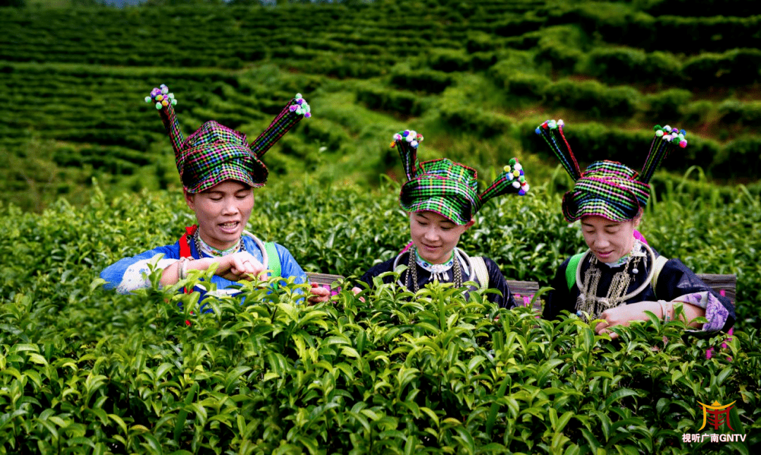 他山之石广南者兔特色民俗润泽乡间赋能美丽乡村建设