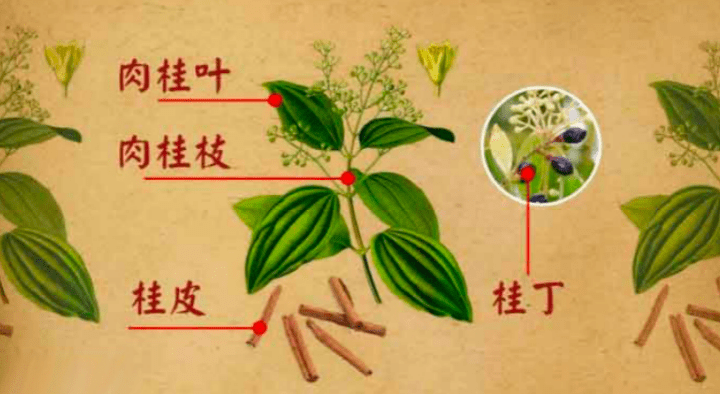 中医科普温暖灵魂的神奇香料肉桂