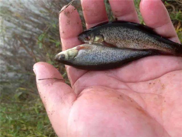 全亚洲唯一未被污染的河流半小时钓上20多条细鳞鱼