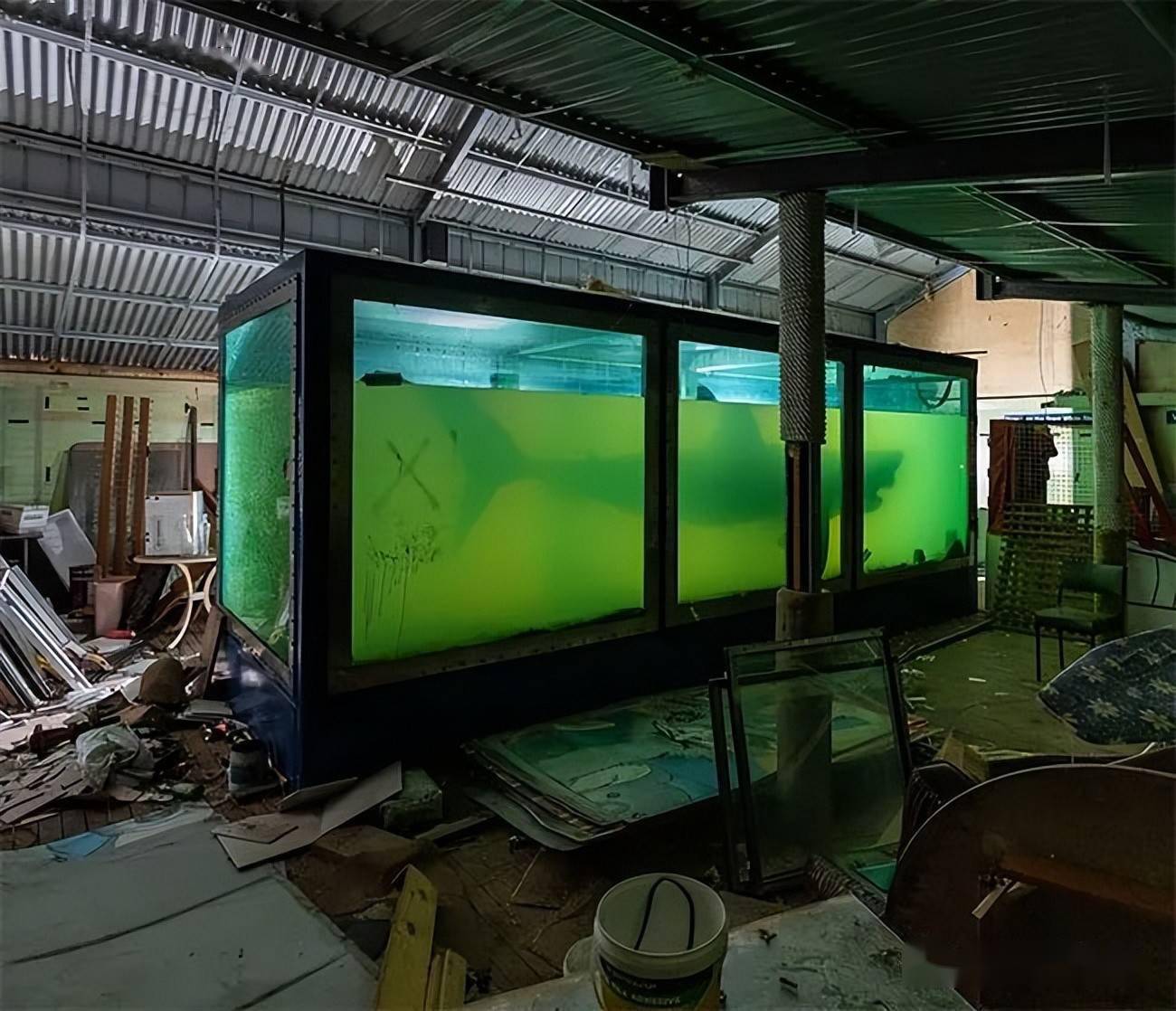 探险者在废墟中发现一只被福尔马林浸泡的大白鲨它从生到死经历了太多