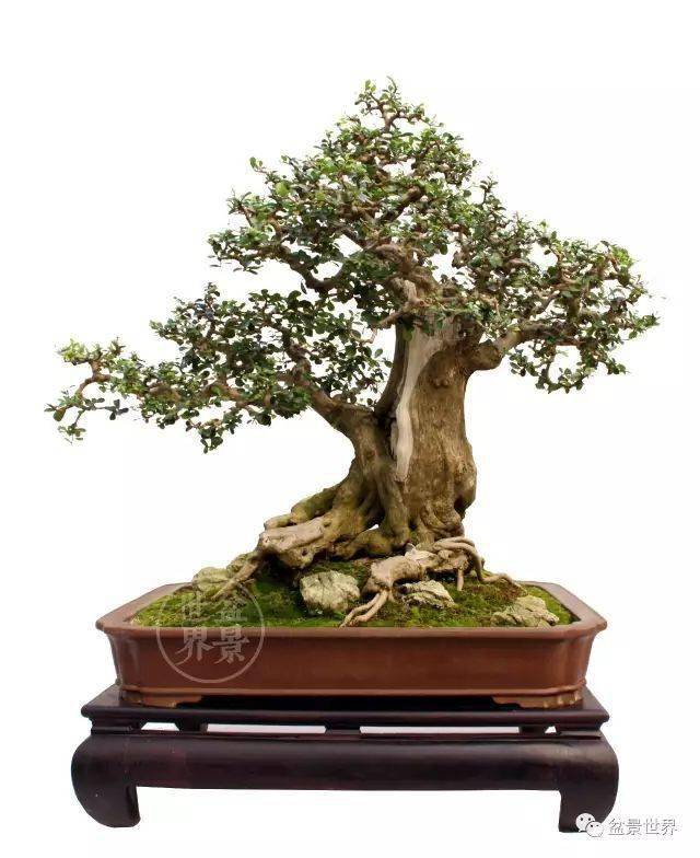 (博兰,树高96cm)▲海南刘传刚作品《将军风采》(博兰,树高108cm)盆景