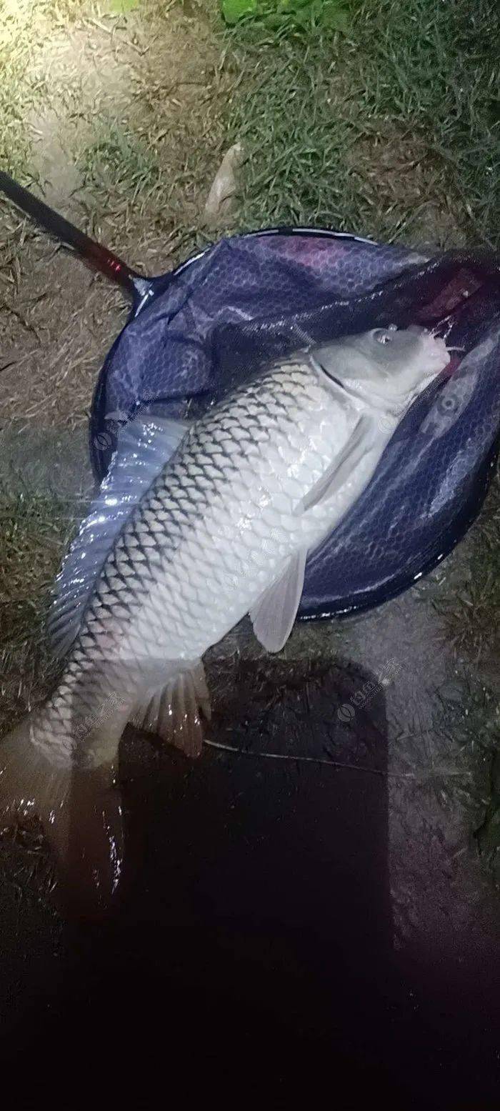 【大鱼王】新饵配新竿,大鲤爆护!_钓友_鲤鱼_时间