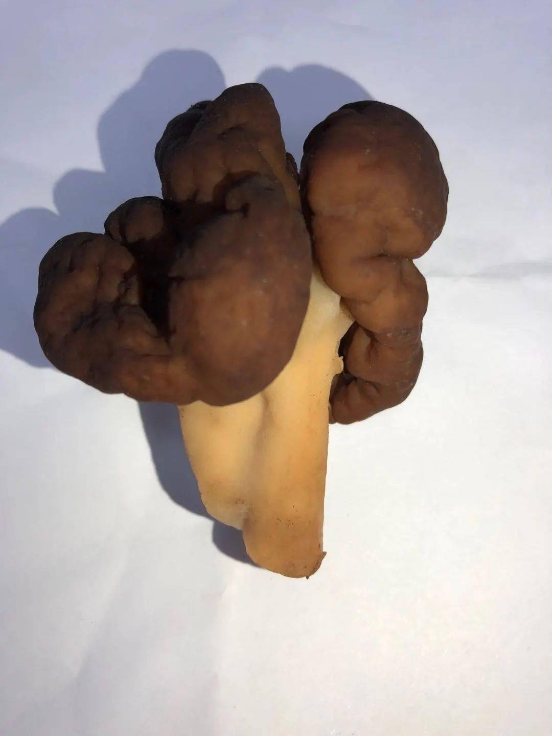 今天认识毒蘑菇四毒鹿花菌