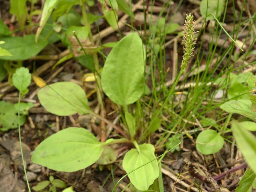 这种不起眼的路边草,堪称"宝药",你肯定见过_治疗_的作用_云南省