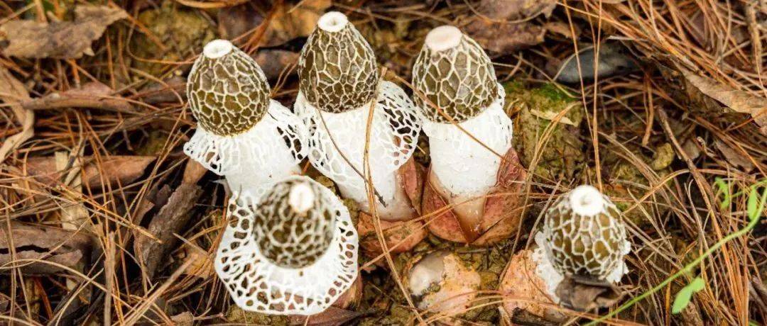竹荪、羊肚菌在梁河试种成功_永胜_种植户_营养