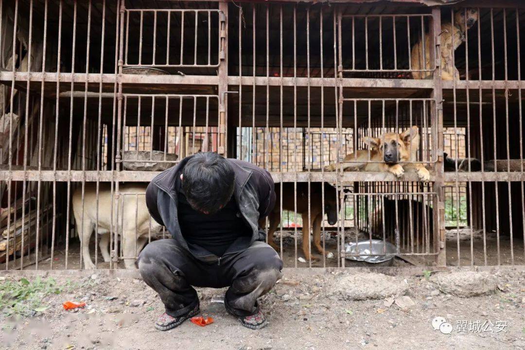 大快人心流窜临汾多地作案的偷狗贼抓住了