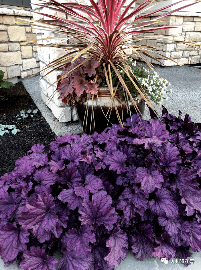 宿根花卉种苗订货季花园的调色板植物矾根