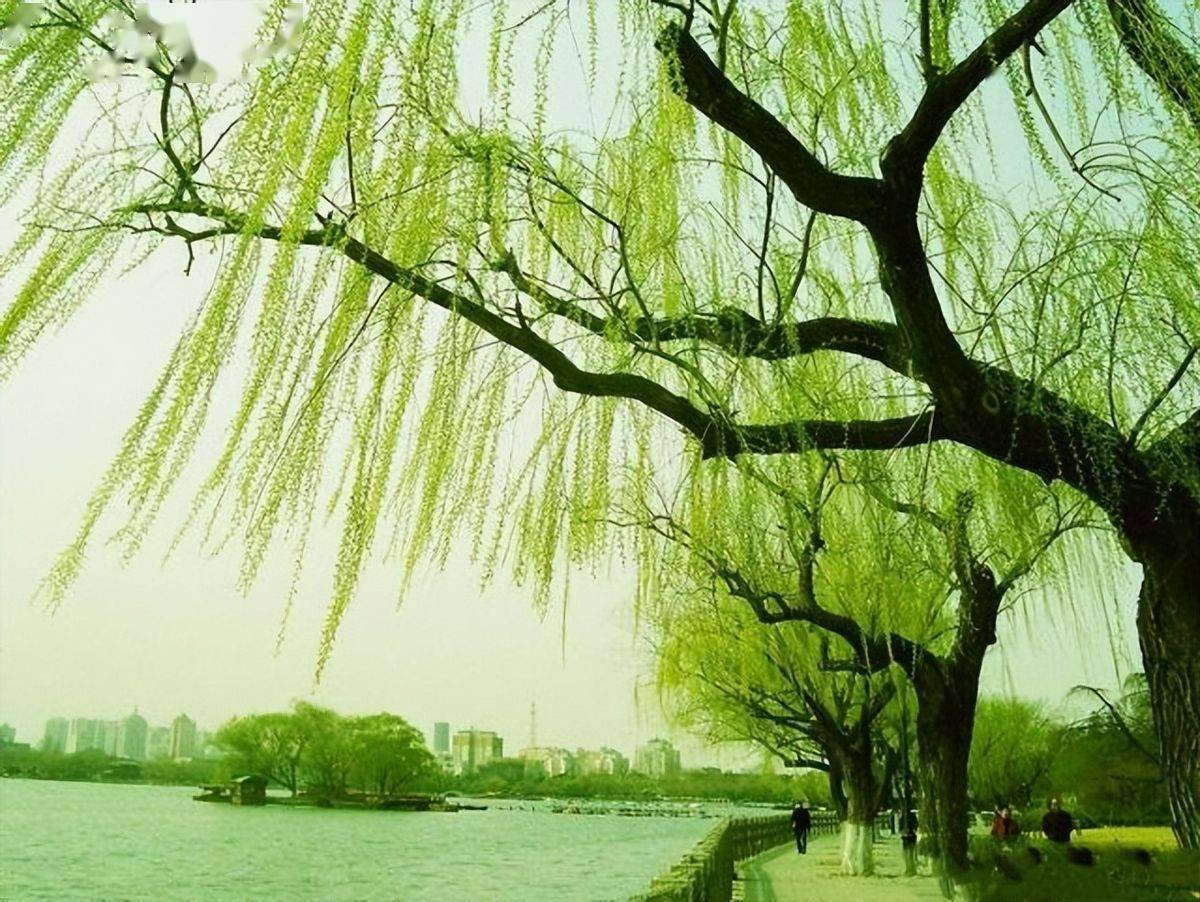 盗墓贼看到古墓旁有柳树为何转身就走盗墓界有个不成文的规矩