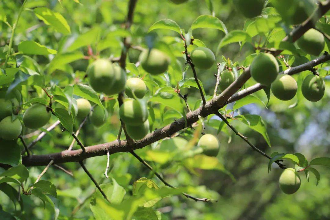 又是一年青梅季