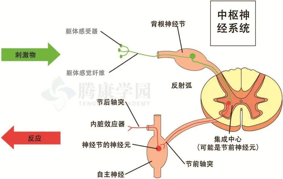 神经感觉平面图图片