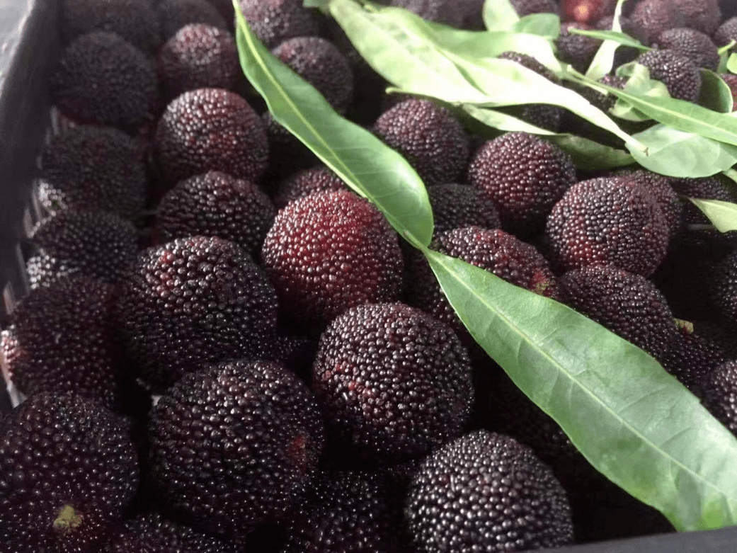 团购| 福建黑炭梅杨梅来啦,新鲜甜润,大写的好吃!_青田_高湾_地点