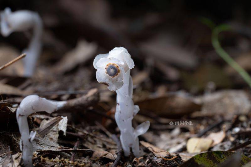 九万山惊现幽灵之花球果假沙晶兰