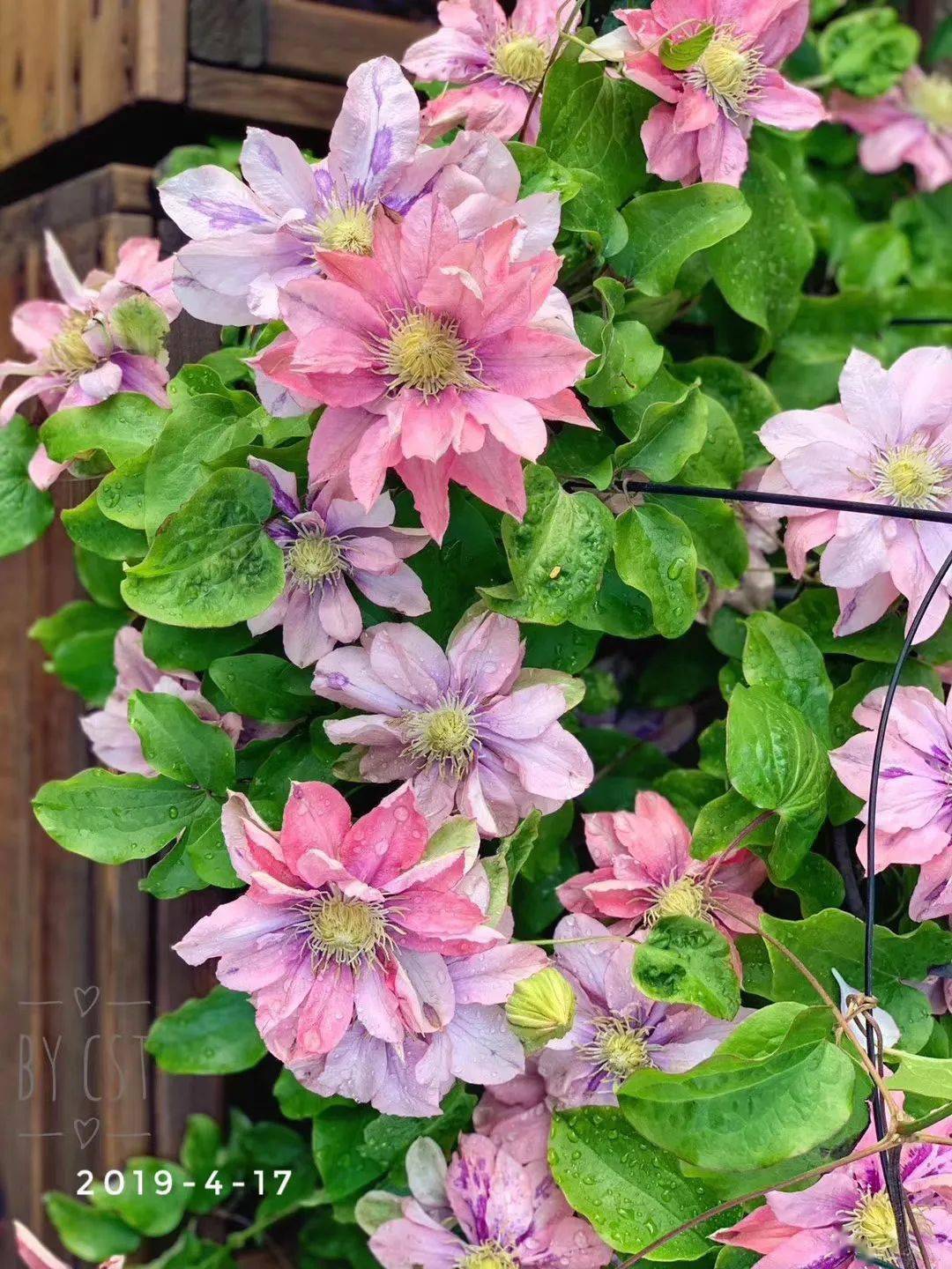 小美人鱼△【小小建议】如果你还是新手的话,建议选择同一个种类开始