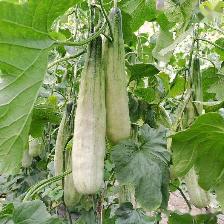 羊角蜜丨标准化种植生活甜蜜蜜