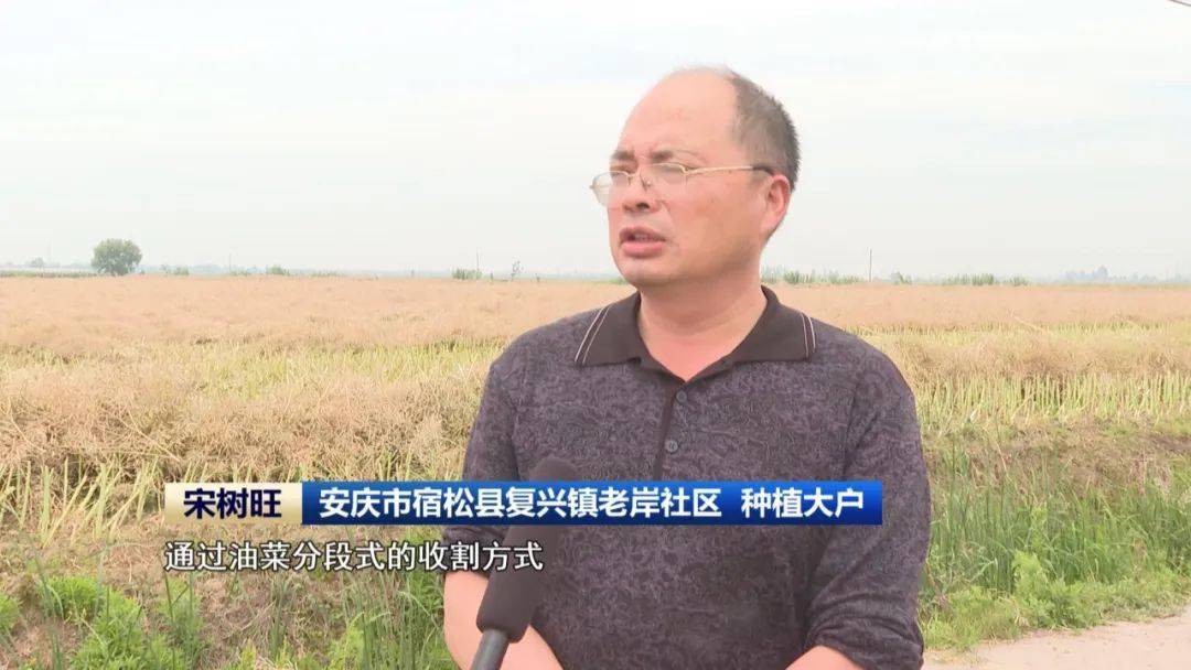 这两天,在安庆市宿松县复兴镇油菜种植示范基地,当地的上万亩油菜开镰