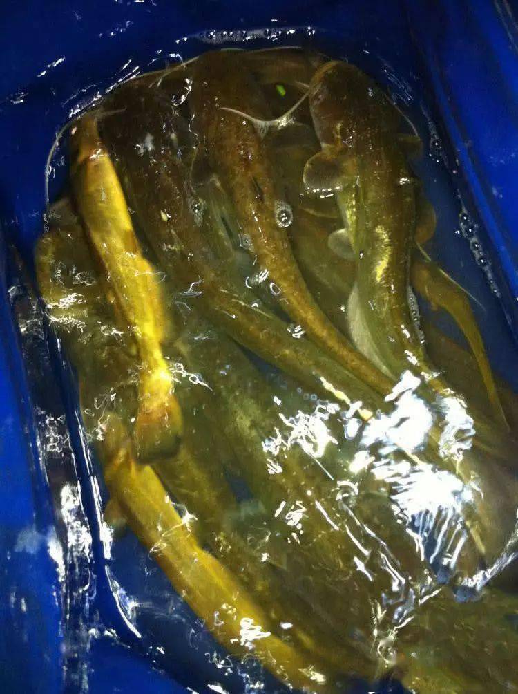 以前,我常在四川龙泉湖里用海竿挂虾钓鲶鱼,效果不是很好!