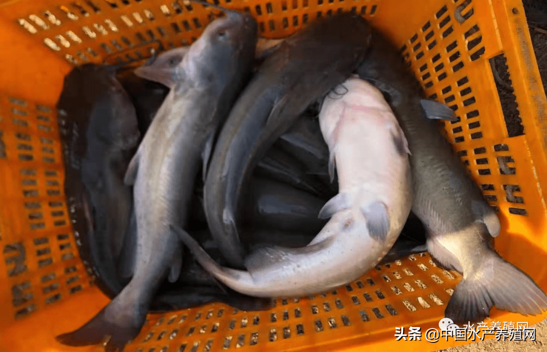 魚價突破歷史最高暴漲5塊近6年價格最高鮰魚後市還能瘋嗎