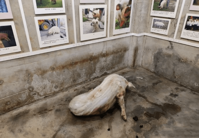 汶川地震14周年,"猪坚强"标本正式对外展出_建川博物馆_人类_成都