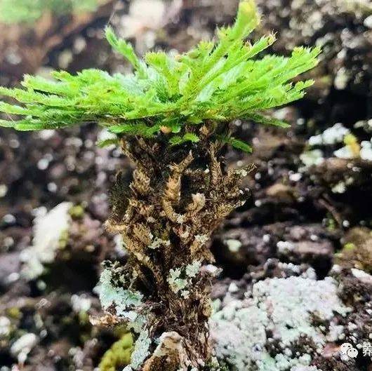 别看不上这种“野草”，状如苍松、叶似翠柏，养在家里有好处_土壤_种植_枝叶