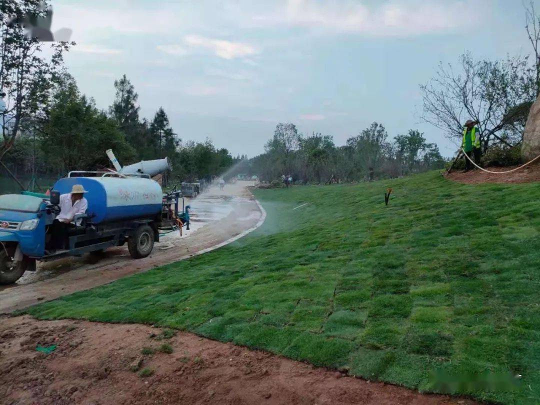 种植小常识夏季新铺草坪枯黄怎么办