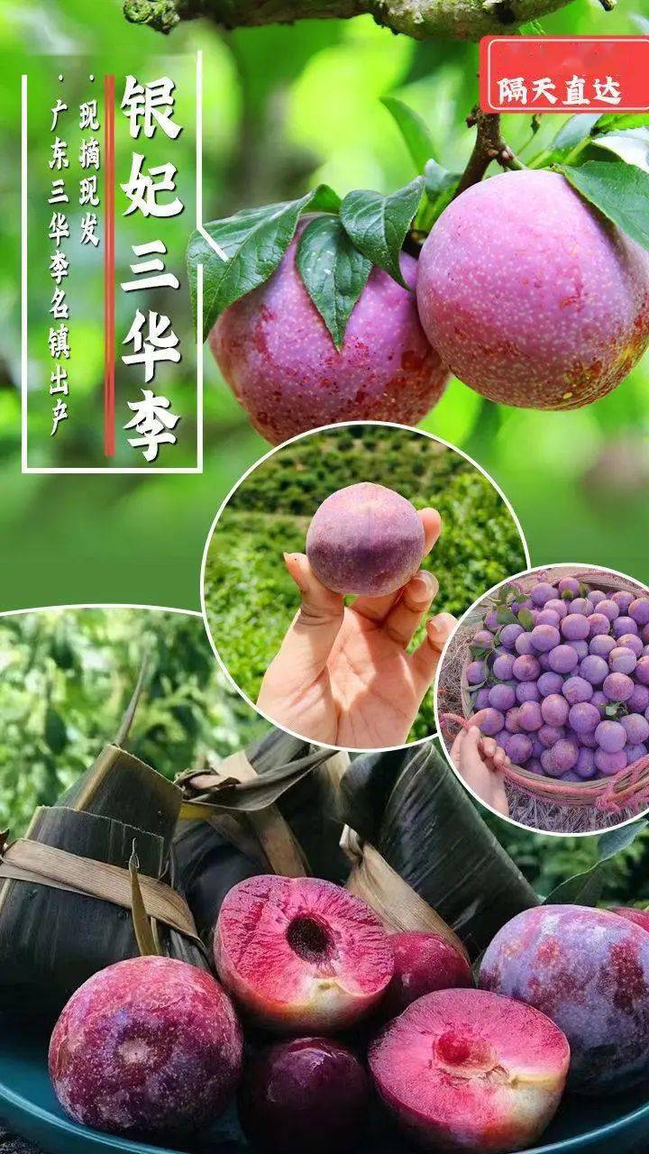 又到吃三華李的時節59元3斤信宜錢排三華李包郵到家