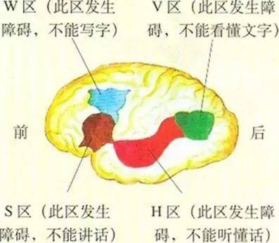 首先,从大脑来看,和发声关系最密切的是位于大脑左半球额下回附近的