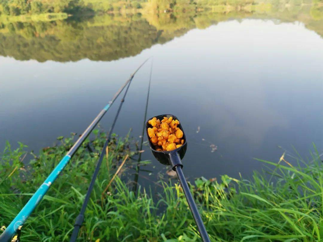 生玉米、熟玉米和发酵玉米，鱼究竟最喜欢吃哪个？_搜狐网